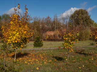 Chernobyl Exclusion Zone, park and abandoned building. Ukraine.