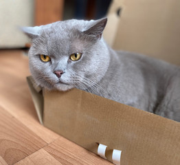 the grey cat British breed with large yellow eyes looks at the camera from the box. Cat play with toy mouse