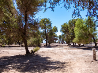 Mini forests fed by groundwater in the surroundings of San Pedro de Atacama