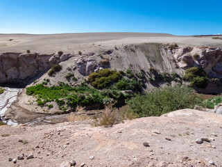 Fototapeta na wymiar Mini forests fed by groundwater in the surroundings of San Pedro de Atacama