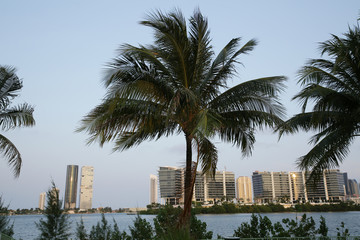 palm trees and skyscrapers on the water in the city of Miami