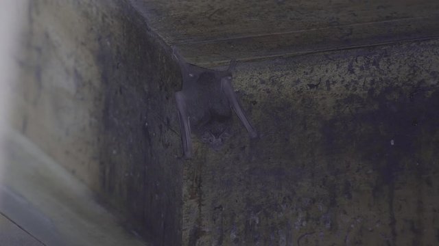 Common Vampire Bat (Desmodus rotundus) in the old basemant.