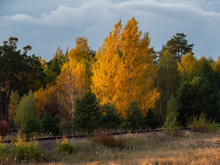 Fototapeta premium Red forest in Chernobyl Exclusion Zone - during autumn.