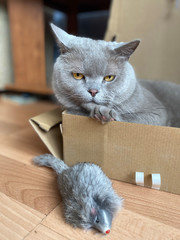 the grey cat British breed with large yellow eyes looks at the camera from the box. Cat play with toy mouse. Charismatic british cat