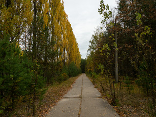 Previous roads and alleys are taken by trees and bushes. Ghost town of Pripyat, Chernobyl Exclusion Zone. Ukraine.