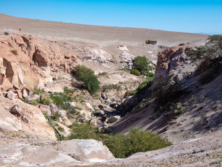 Mini forests fed by groundwater in the surroundings of San Pedro de Atacama