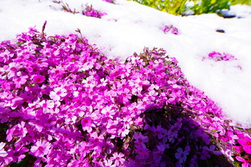 降雪のあとに咲き誇る芝桜と菜の花