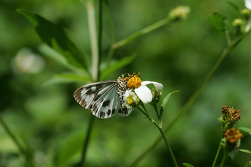 Close up shot of a Nyctemera adversata. moth