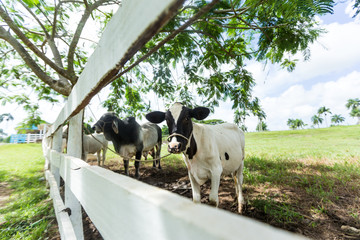 Cows in the stall  at the pasture behind the white fence in rural countryside