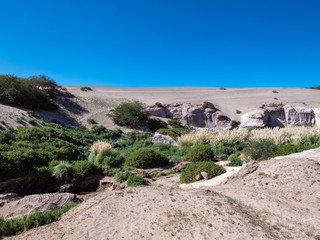 Fototapeta na wymiar Mini forests fed by groundwater in the surroundings of San Pedro de Atacama