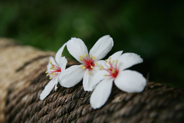 Fototapeta na wymiar Vernicia fordii blossom in Tucheng area