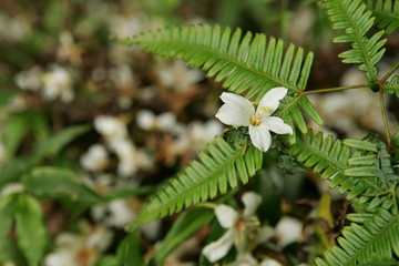 Vernicia fordii blossom in Tucheng area