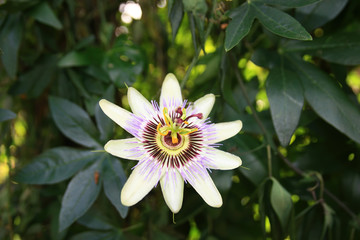 Close up shot of a Passiflora flower blossom