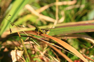 Close up shot of a grasshopper