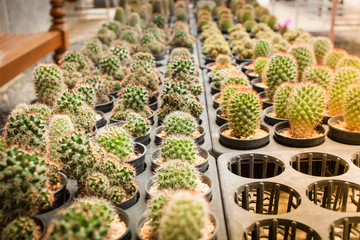 Selective focus. Cactus pot decorate in the garden / various types beautiful cactus market or cactus farm.