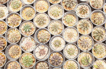 Top view. Cactus pot decorate in the garden / cactus market or cactus farm.