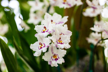Purple and White Orchids In Garden