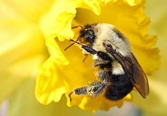 bee on yellow flower