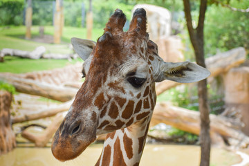 Giraffe posing for picture