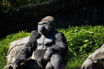 silver back gorilla sitting in the sun