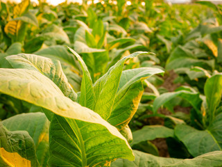 Tobacco leaf and tobacco tree in tobacco farm on sunset time.