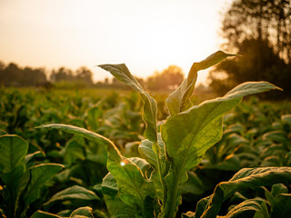 Tobacco leaf and tobacco tree in tobacco farm on sunset time.