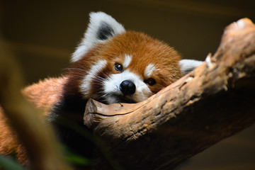 sleepy red panda
