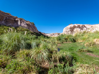 Mini forests fed by groundwater in the surroundings of San Pedro de Atacama