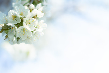 Fototapeta na wymiar Cherry blossoms against a white-blue cloud background