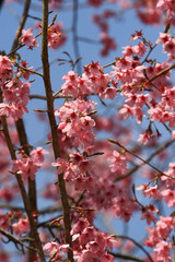 Sunny view of the beautiful cherry blossom