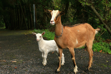 Obraz premium Close up shot of two goat in a farm