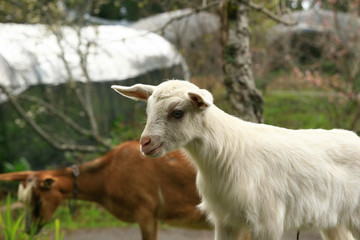 Close up shot of two goat in a farm