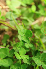 Fototapeta na wymiar Close up shot of the beautiful Four leaf clover
