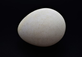 White Turkey Egg on black background