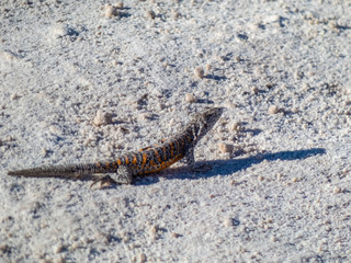 Wild animals in the surroundings of San Pedro de Atacama