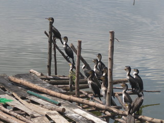 birds on the pier