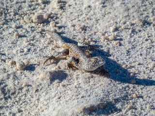 Wild animals in the surroundings of San Pedro de Atacama