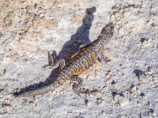 Wild animals in the surroundings of San Pedro de Atacama