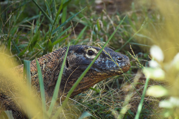 komodo dragon stares between blades of grass