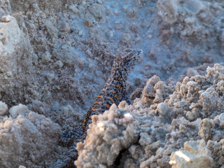 Wild animals in the surroundings of San Pedro de Atacama