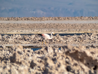 Habitat of flamingos and other wild species in the surroundings of San Pedro de Atacama