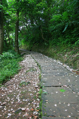 Vernicia fordii blossom in Tucheng area