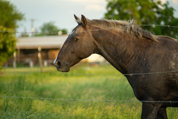 Obraz na płótnie Canvas A friendly horse in rural Texas