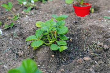planting strawberries, red pots with strawberry seedlings are on the bed