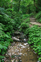 Vernicia fordii blossom in Tucheng area