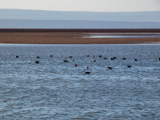 Habitat of flamingos and other wild species in the surroundings of San Pedro de Atacama