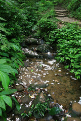 Obraz premium Vernicia fordii blossom in Tucheng area