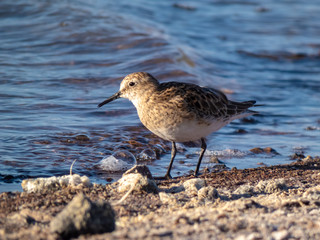 Habitat of flamingos and other wild species in the surroundings of San Pedro de Atacama
