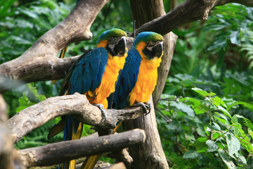 Close up shot of the cute Blue-and-yellow macaw