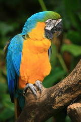 Obraz premium Close up shot of the cute Blue-and-yellow macaw